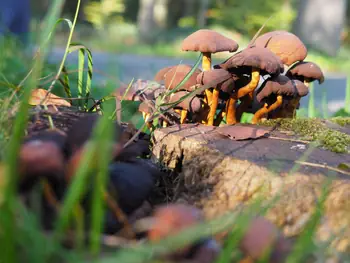 Vagevuurbos en Lippensgoed-Bulskampveld (België)